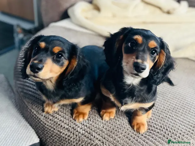 Miniature Dachshund dogs for sale: 🐶Ready to go to their Lovely New Homes!🐶 - Advert 1