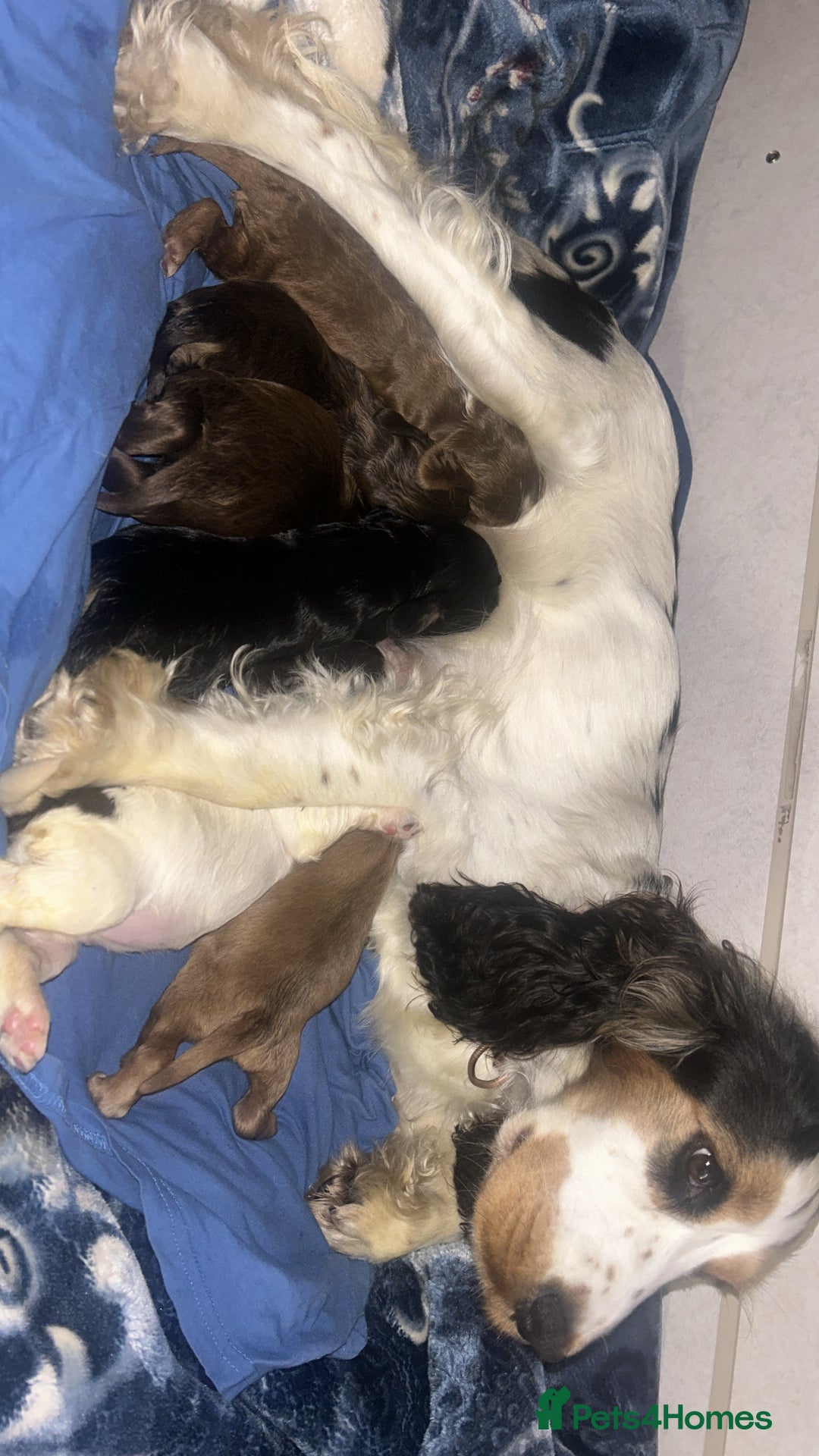 Cocker Spaniel dogs for sale: Kc registered Adorable Show cocker   puppy’s 🐶🐶 - Image 1