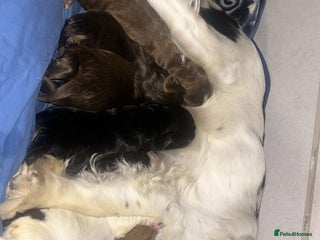 Cocker Spaniel dogs - Advert 7