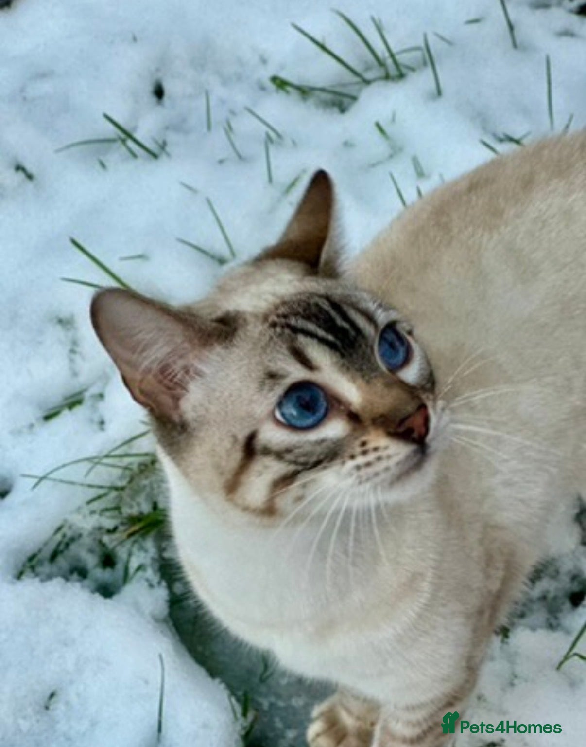 Bengal cats Beautiful Snow lynx 3yrs old - Advert 1