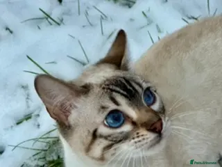 Bengal cats Beautiful Snow lynx 3yrs old - Advert 1