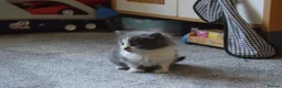 Mixed Breed cats for sale: 5 Beautiful Kittens Looking for Forever Homes - Advert 21