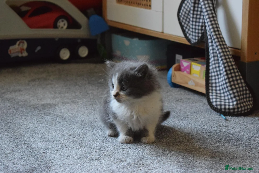 Mixed Breed cats for sale: 5 Beautiful Kittens Looking for Forever Homes - Advert 21