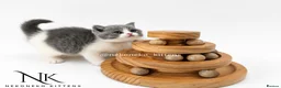 British Shorthair cats for sale: 10 Week old GCCF REG BSH KITTENS  - Advert 7