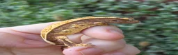 Gecko reptiles for sale: Crested geckos  - Advert 18