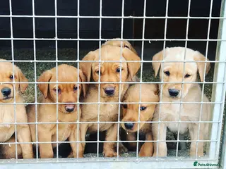 Labrador Retriever dogs Gorgeous KC reg yellow labrador puppies - Advert 1