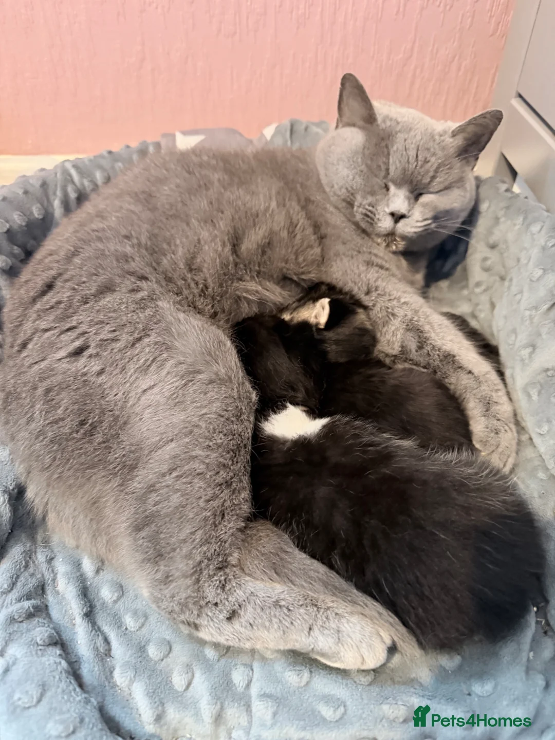 Mixed Breed cats for sale: Gorgeous British shorthair and Persian kittens - Advert 1