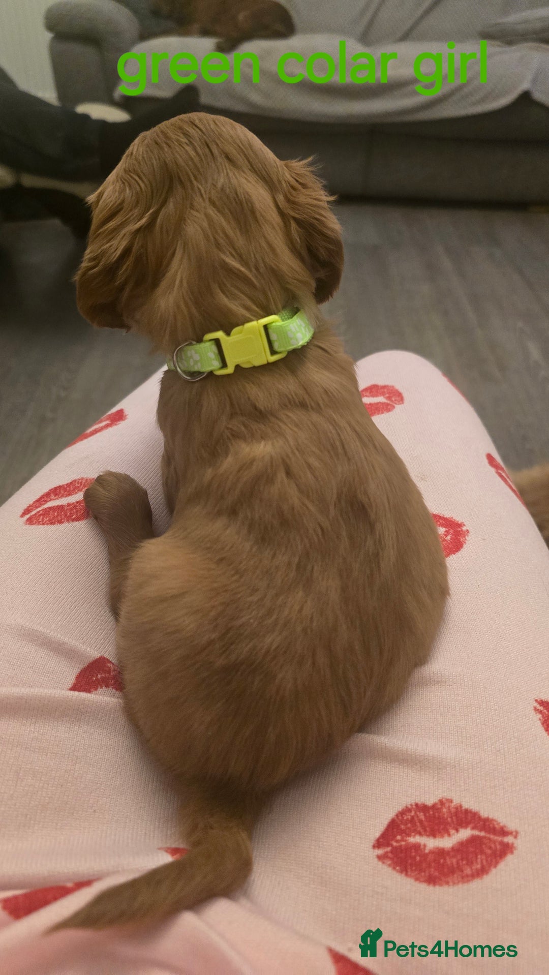 Cockapoo dogs for sale: 7 f2 cockapoos - Advert 17