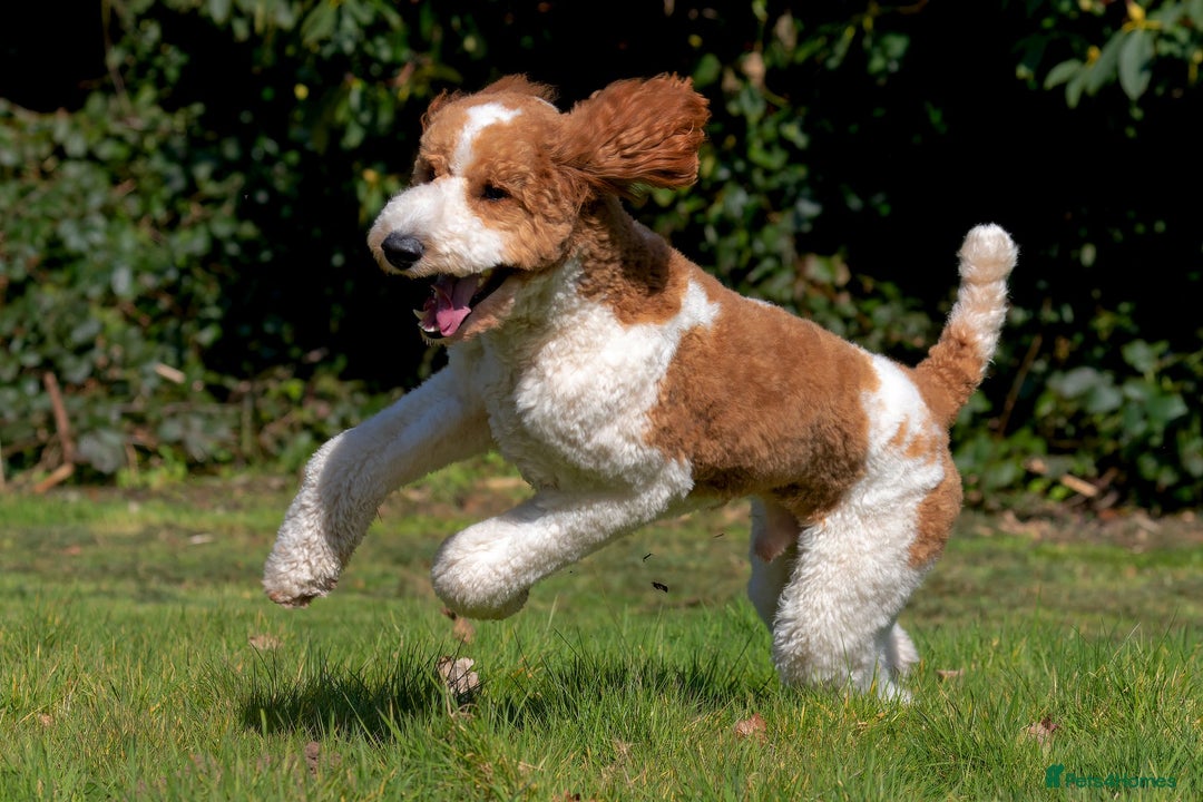 Double Doodle dogs for sale: Parti Double Doodles🐾  - Advert 13