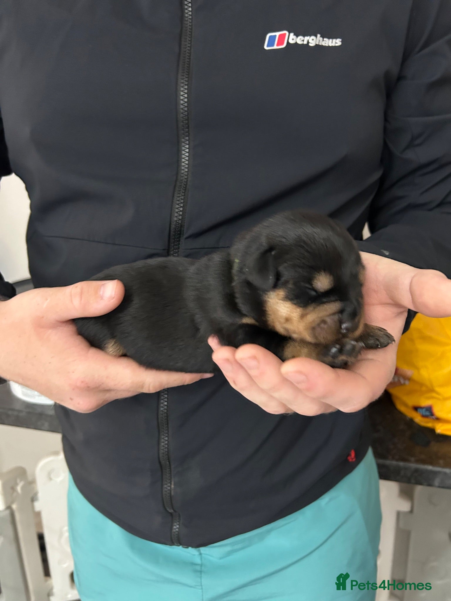 Rottweiler dogs 7 Rottweiler puppies  - Advert 2