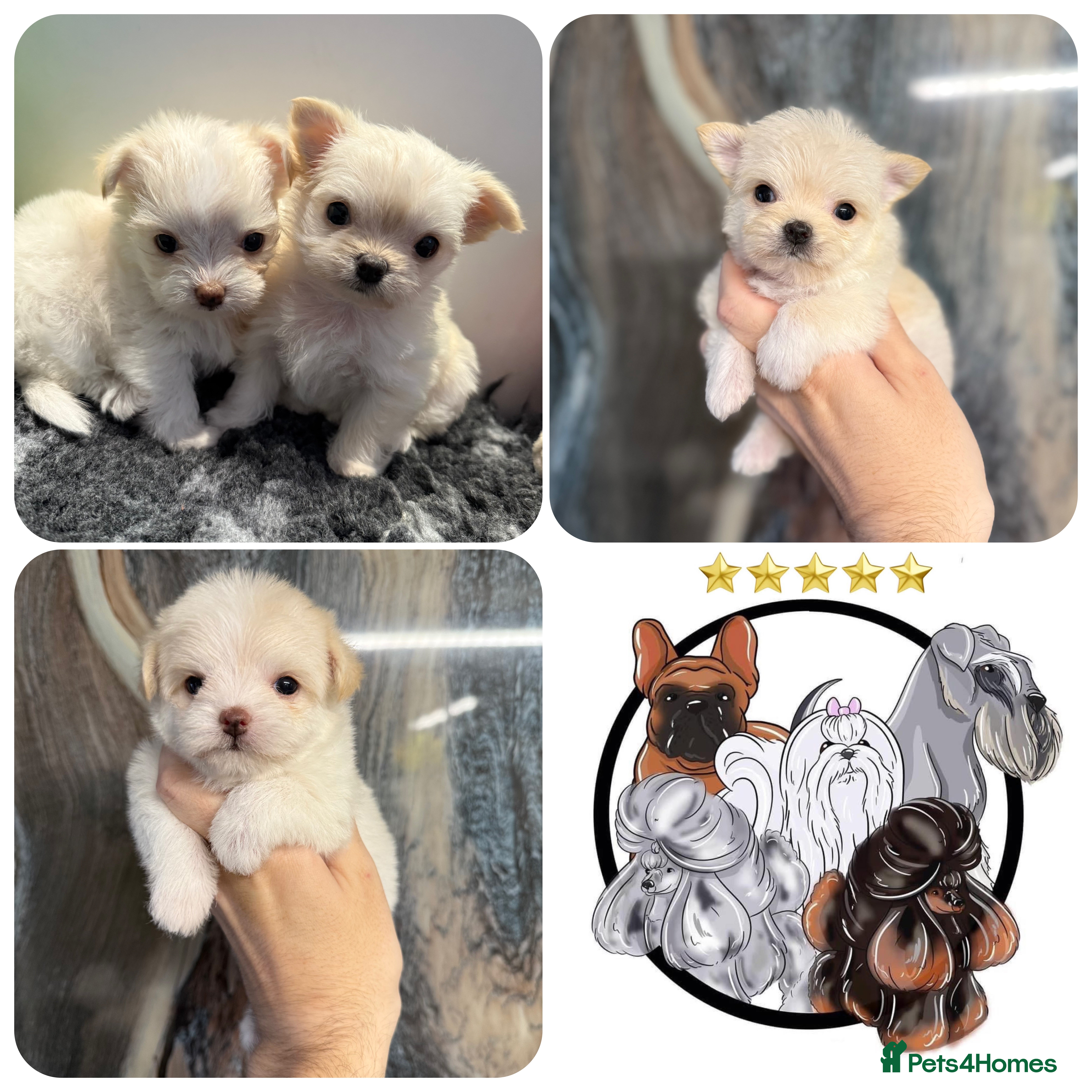 Mixed Breed dogs OUTSTANDING TINY MALCHI GIRLS  - Advert 17
