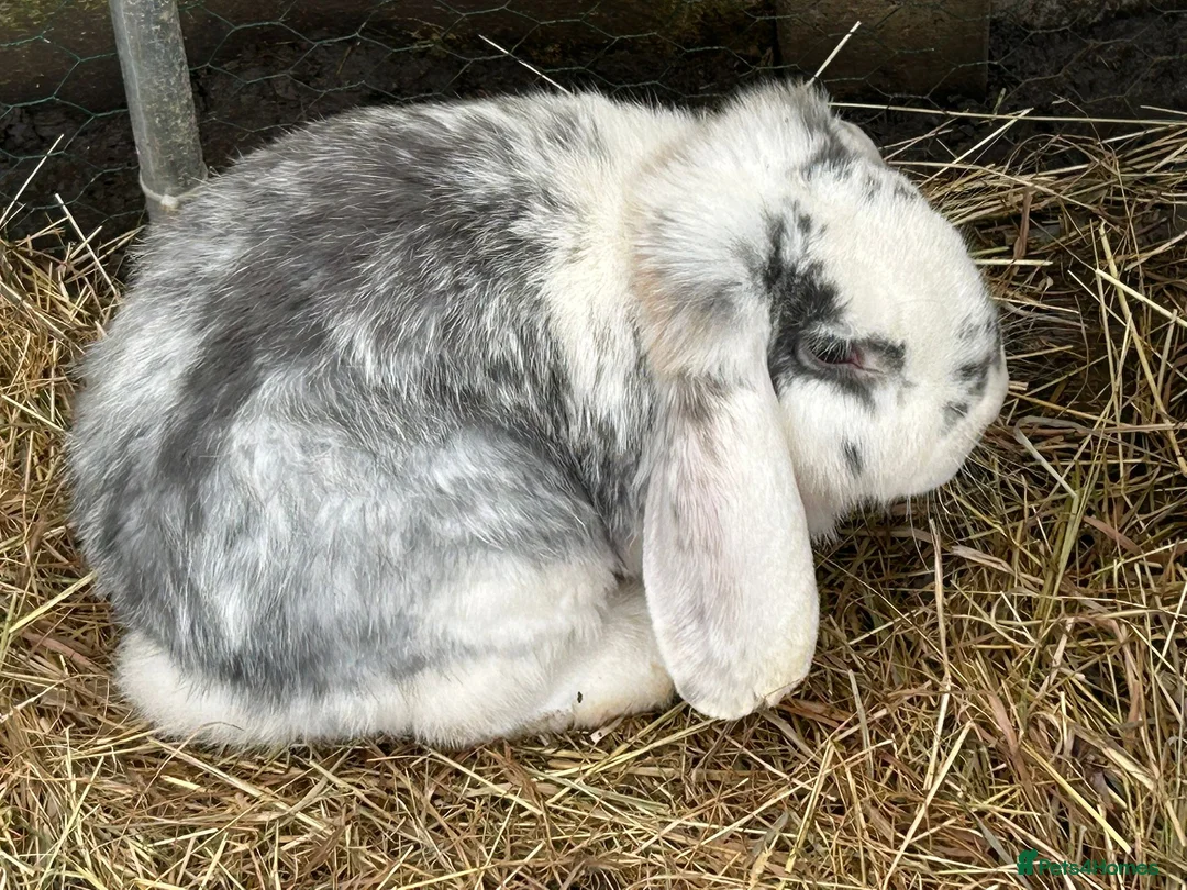 French Lop rabbits for sale: Breeding pair - Advert 2