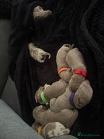 Dachshund dogs - Advert 1