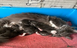 Maine Coon cats for sale: 3 Beautiful Main Coon - Image 1