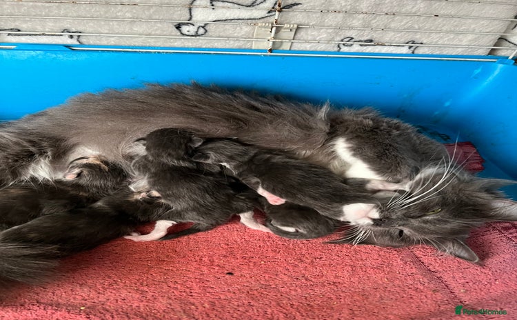 Maine Coon cats - Advert 2