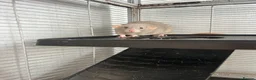 Rat rodents for sale: 2 x female rats  - Advert 2