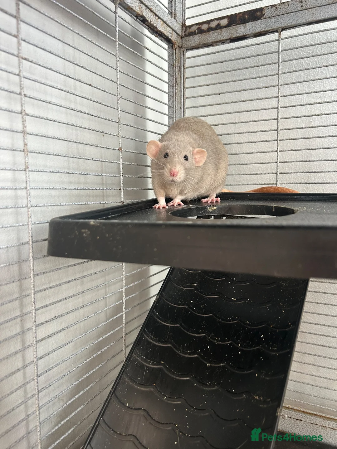 Rat rodents for sale: 2 x female rats  - Advert 2