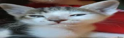 Mixed Breed cats for sale: Siamese x kittens - Advert 13