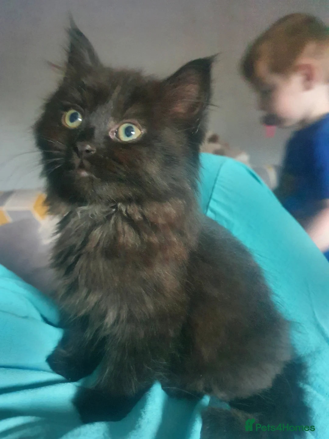 Mixed Breed cats for sale: 2 female kittens - Advert 2