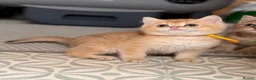 British Shorthair cats for sale: British shorthair/longhair golden kittens  - Advert 28