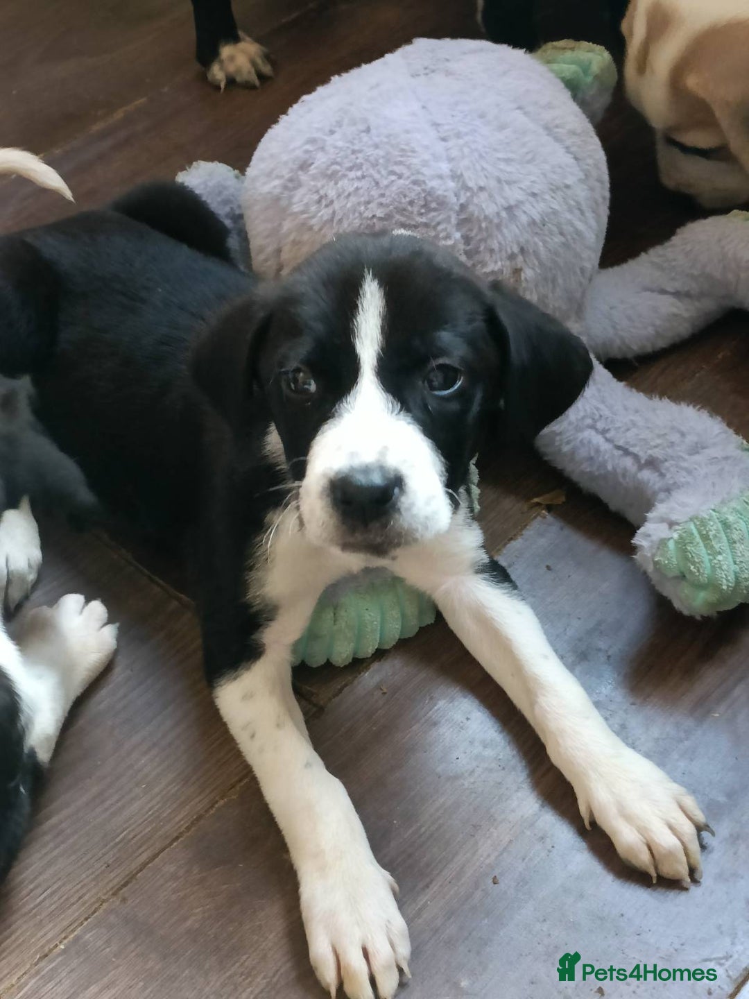 Mixed Breed dogs for sale: Puppies - Image 6
