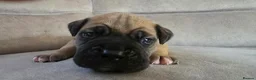 Mixed Breed dogs for sale: Mastiff Bordeaux Puppies - Advert 17