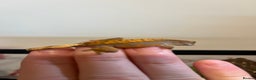 Gecko reptiles for sale: Crested gecko babies for sale  - Advert 15