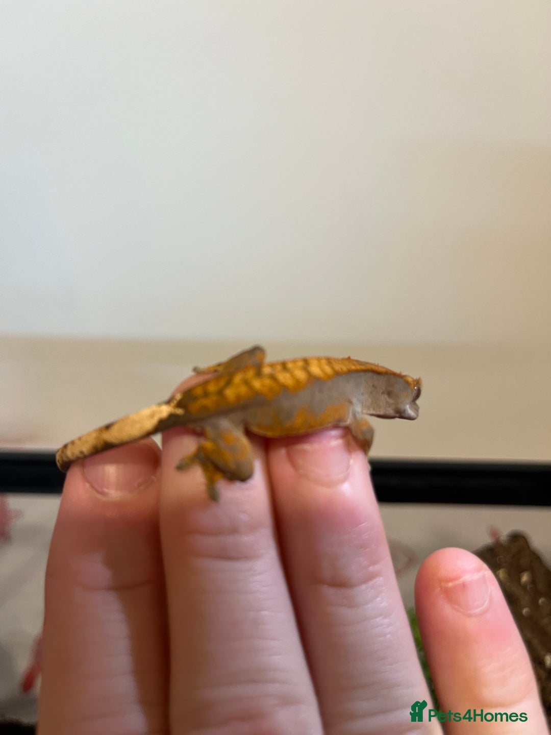 Gecko reptiles for sale: Crested gecko babies for sale  - Advert 15