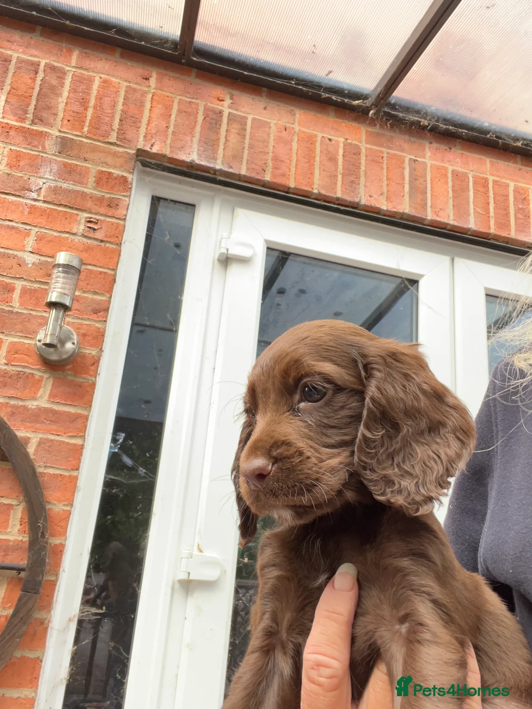 Cocker Spaniel dogs for sale: Beautiful cocker spaniel puppies  - Advert 11