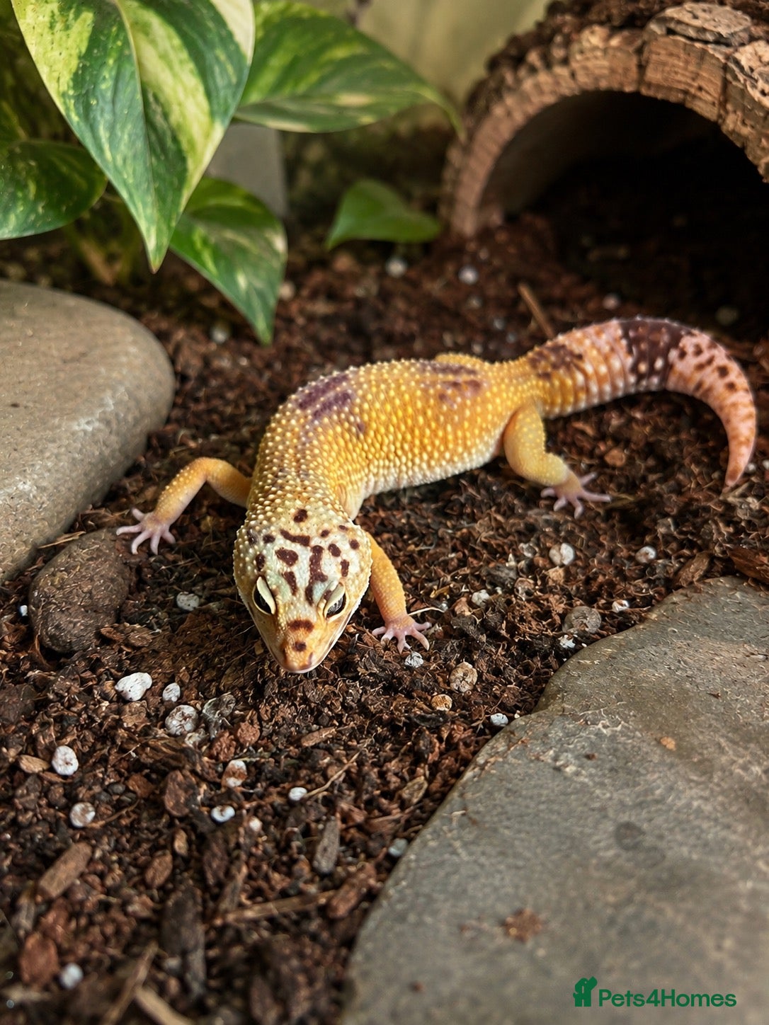 Leopard Gecko reptiles Leopard gecko 2 years old  - Advert 1