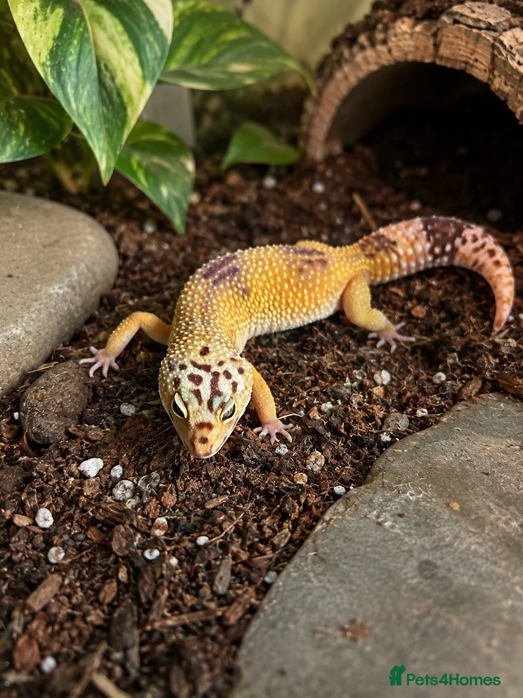 Leopard Gecko reptiles for sale: Leopard gecko 2 years old  in Hastings - Advert 1