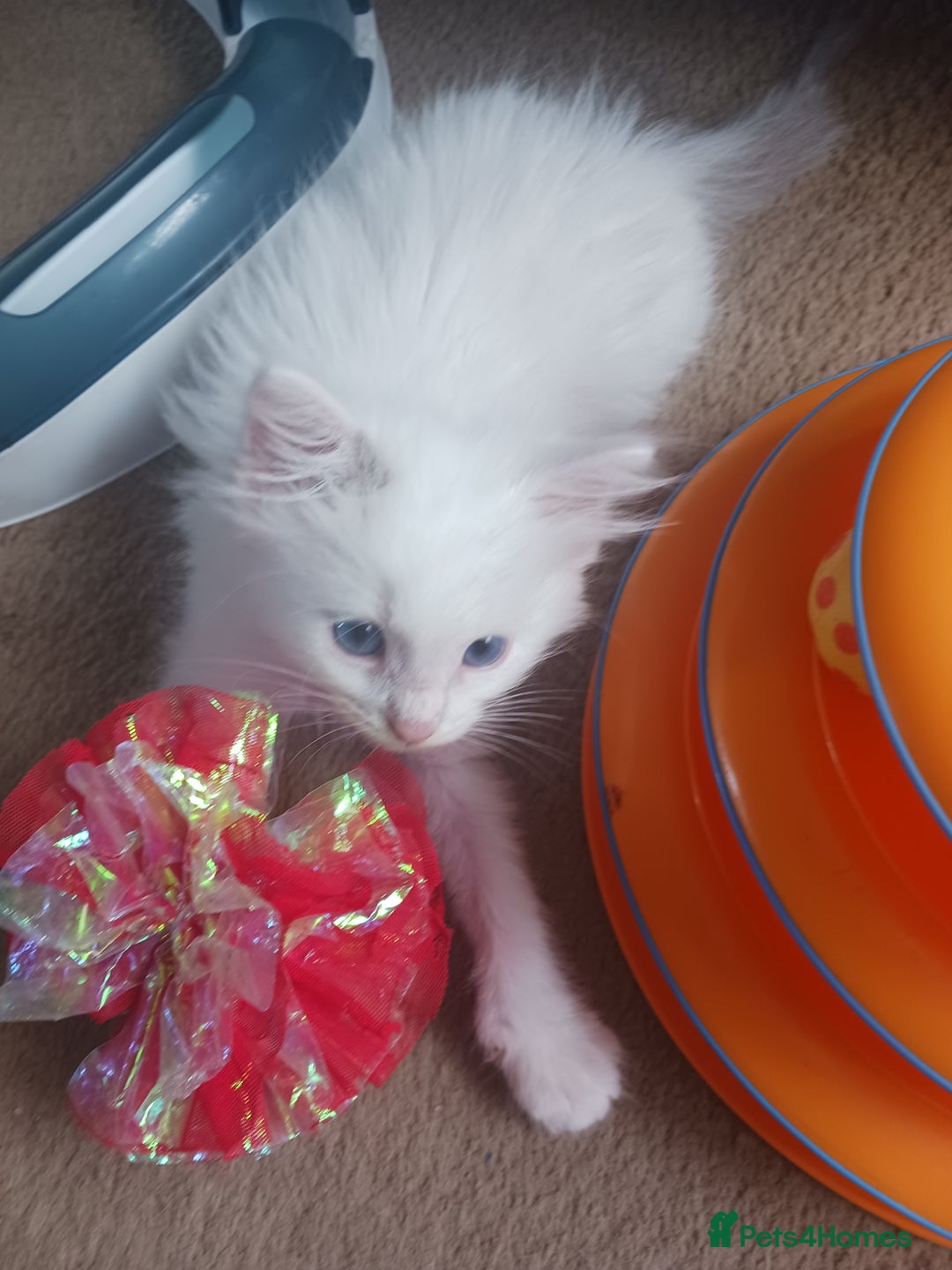 Ragdoll cats for sale: CUTE RAGDOLL KITTENS  - Image 5