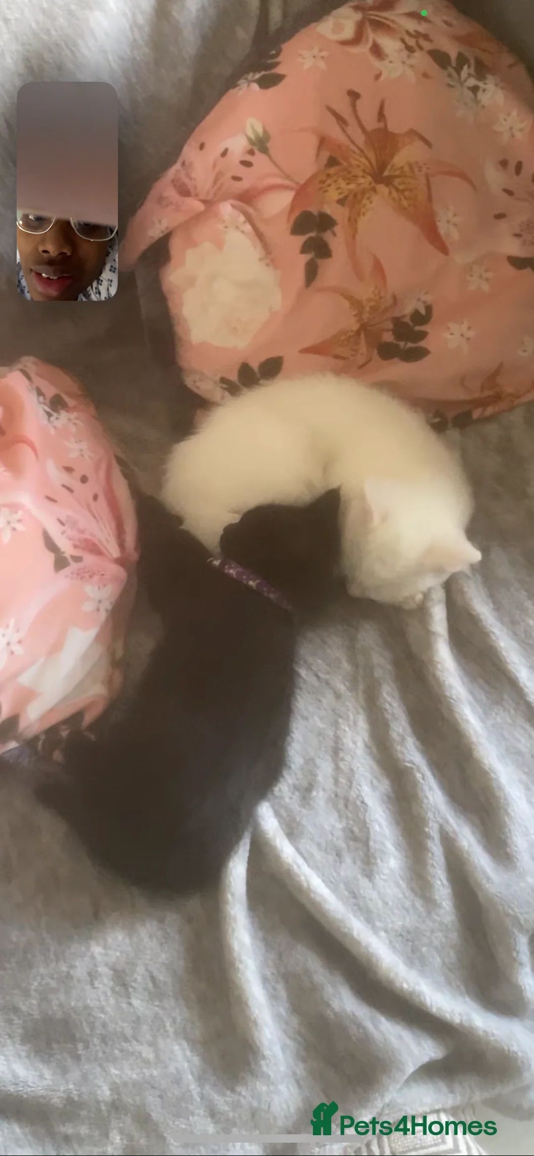 Mixed Breed cats for sale: Stunning Mix Thai “Khao manee” kittens  - Advert 5