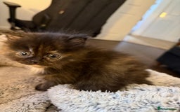 Persian cats for sale: x2 Persian Kitten for sale - Image 8