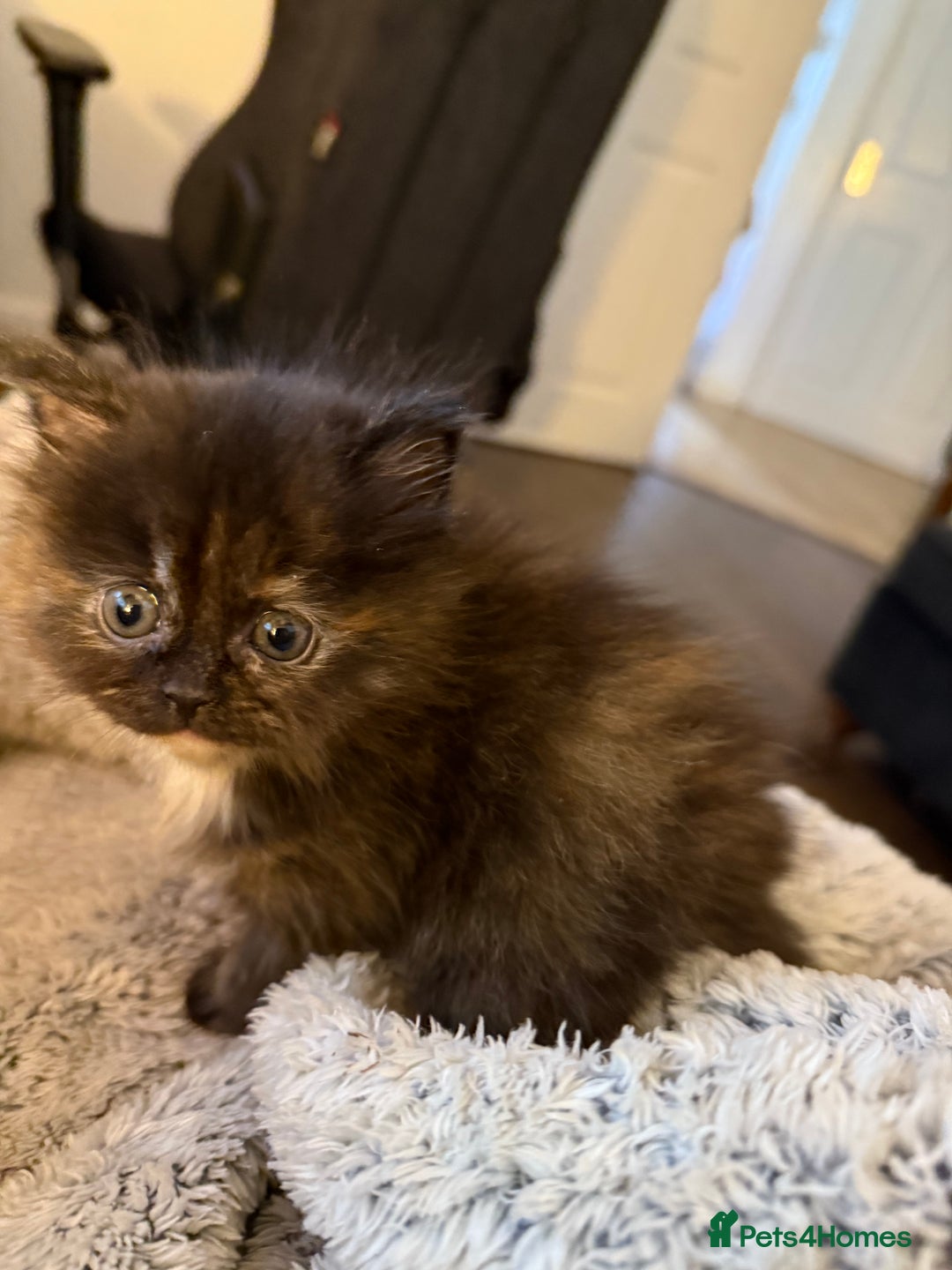 Persian cats for sale: x2 Persian Kitten for sale - Image 8