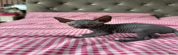 Sphynx cats for sale: 4 Sphynx Kittens - Advert 6