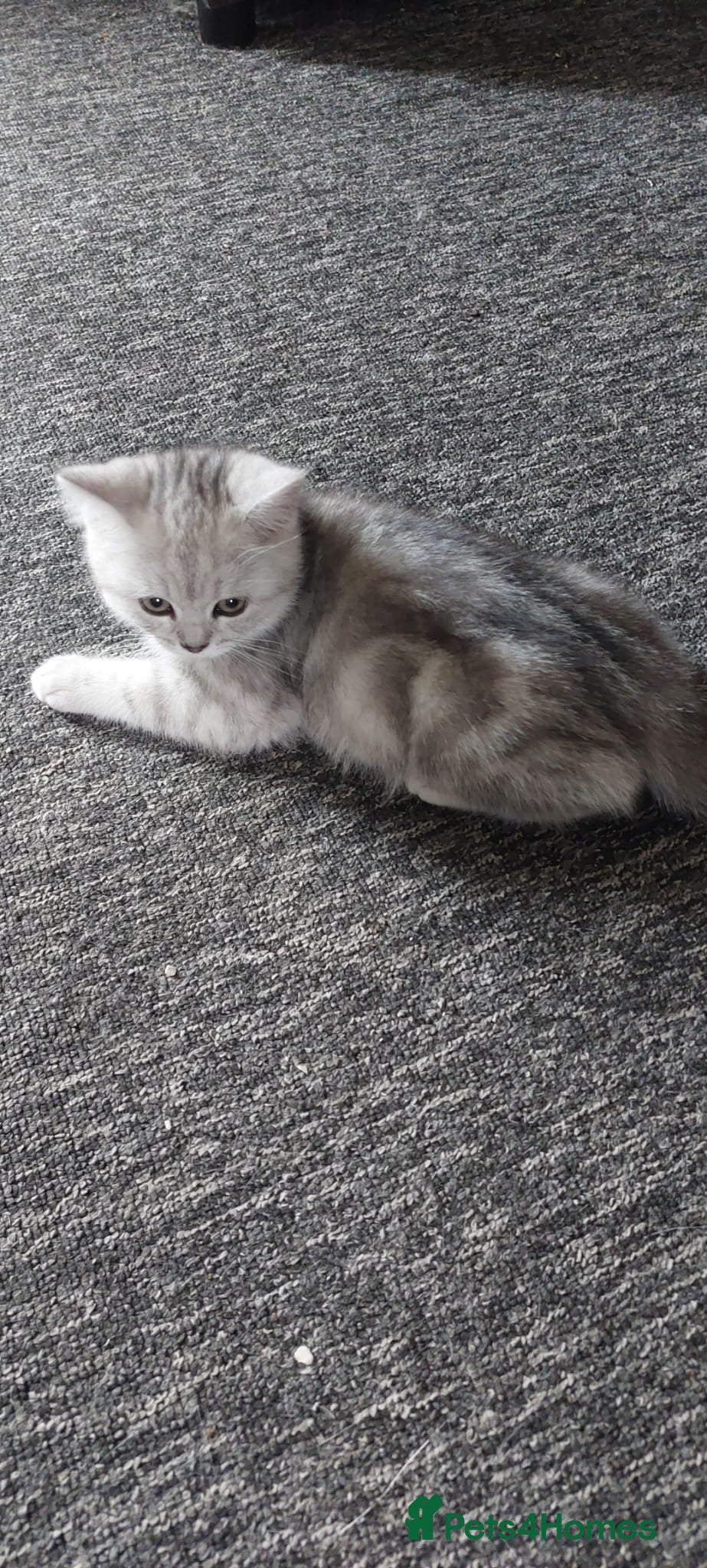 British Shorthair cats 2 British shorthair boys silver tabby - Advert 12