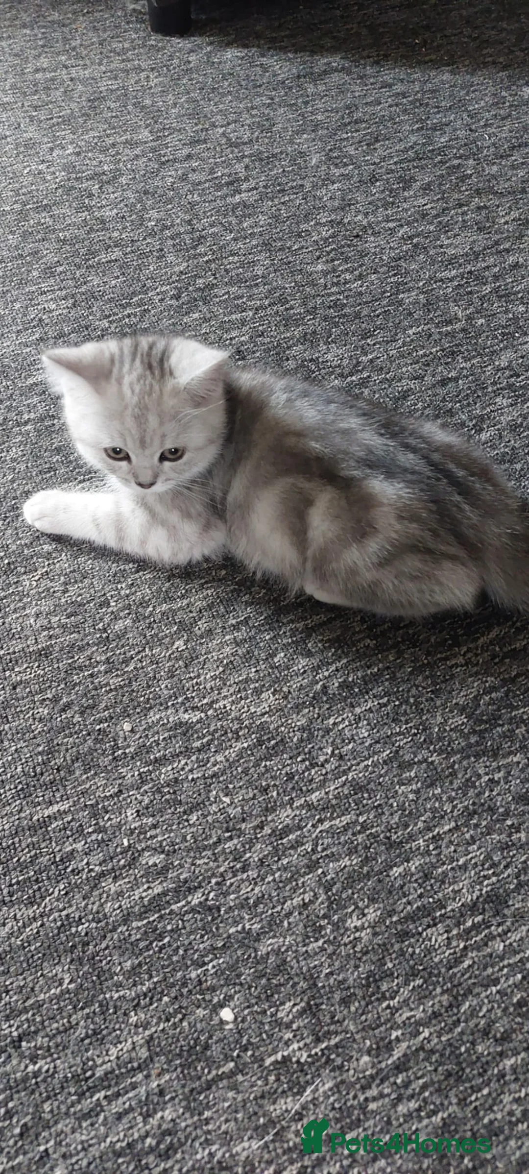 British Shorthair cats for sale: 2 British shorthair boys silver tabby - Advert 1