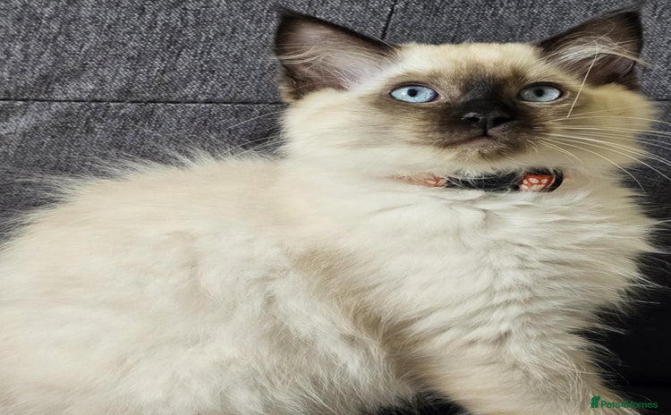 Ragdoll cats - Advert 7