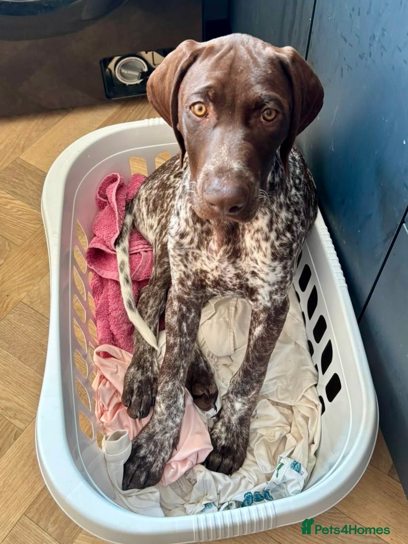 German Shorthaired Pointer dogs KC GSP boys ready for their forever homes ❤️ - Advert 2