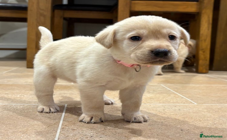 Labrador Retriever dogs - Advert 15