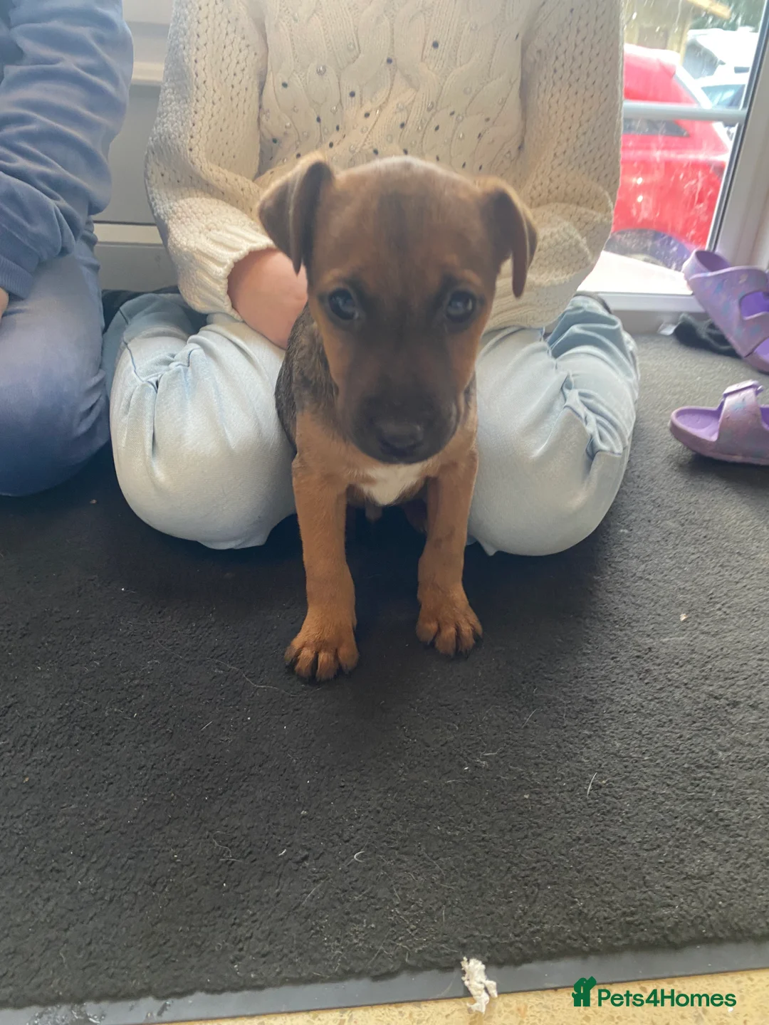 Patterjack dogs for sale: Adory Jack Russell puppies x patterdale  - Advert 4