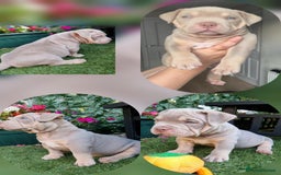 American Bully dogs for sale: Pocket bully  - Image 1
