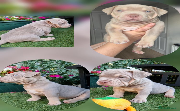 American Bully dogs - Advert 14