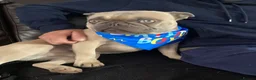 French Bulldog dogs for sale: French Bulldog – Simba, 3 Years Old –  - Advert 1