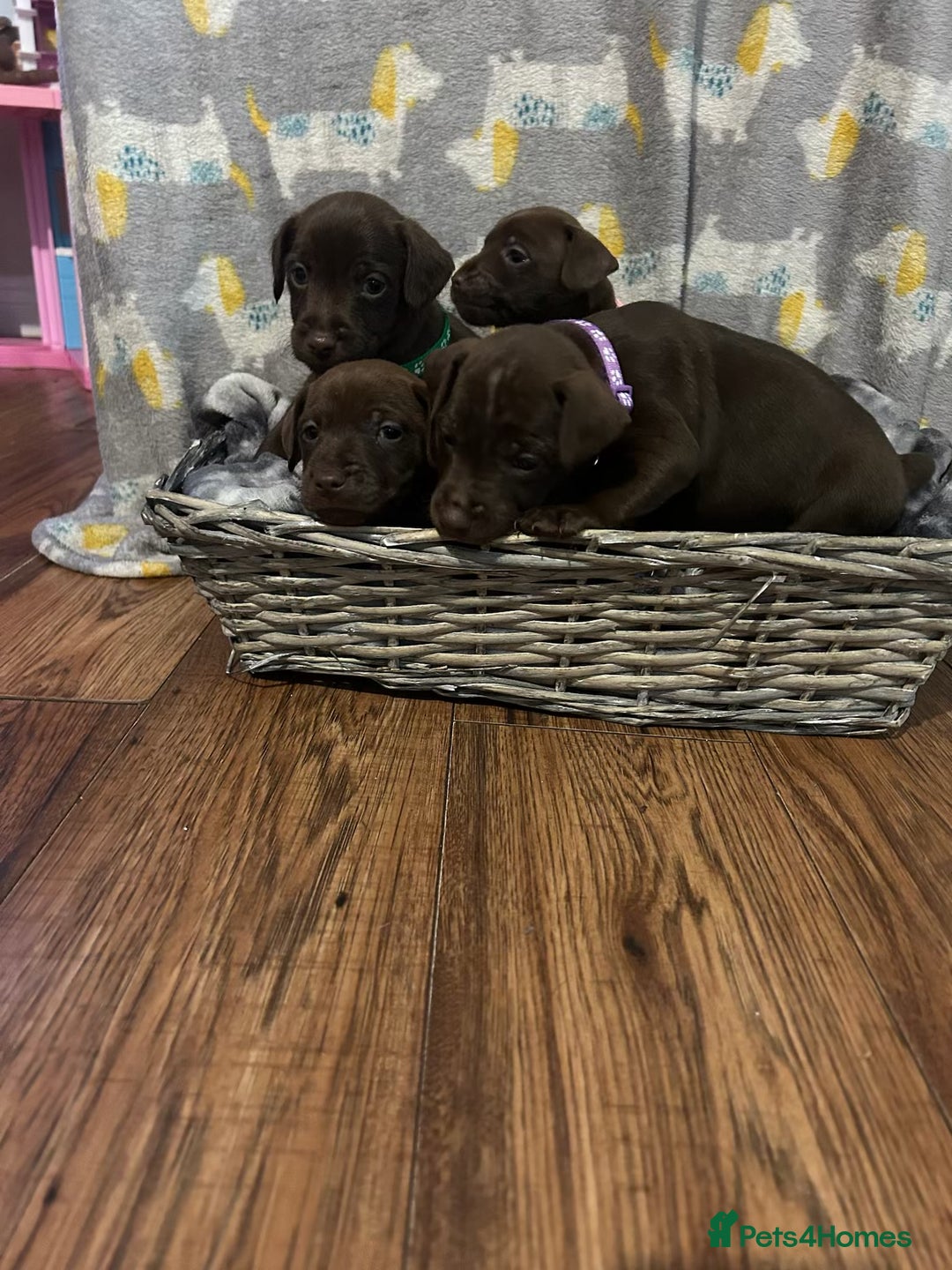 Patterdale Terrier dogs for sale: Beautiful Patterdale Terrier Puppies - Advert 3