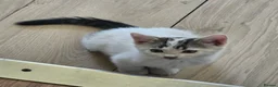 Domestic Shorthair cats for sale: Adorable kittens in London - Advert 3