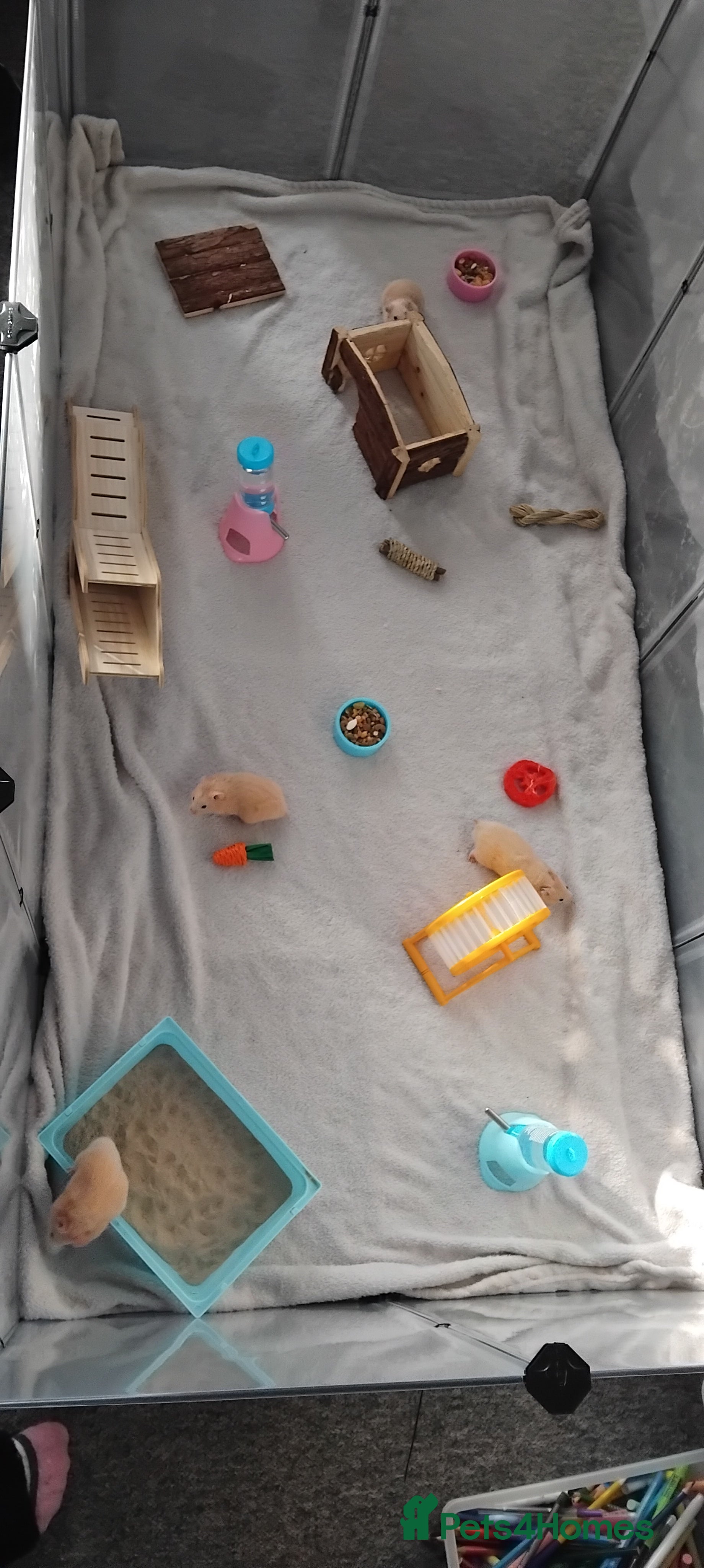 Hamster rodents Hamsters for Sale - Advert 1