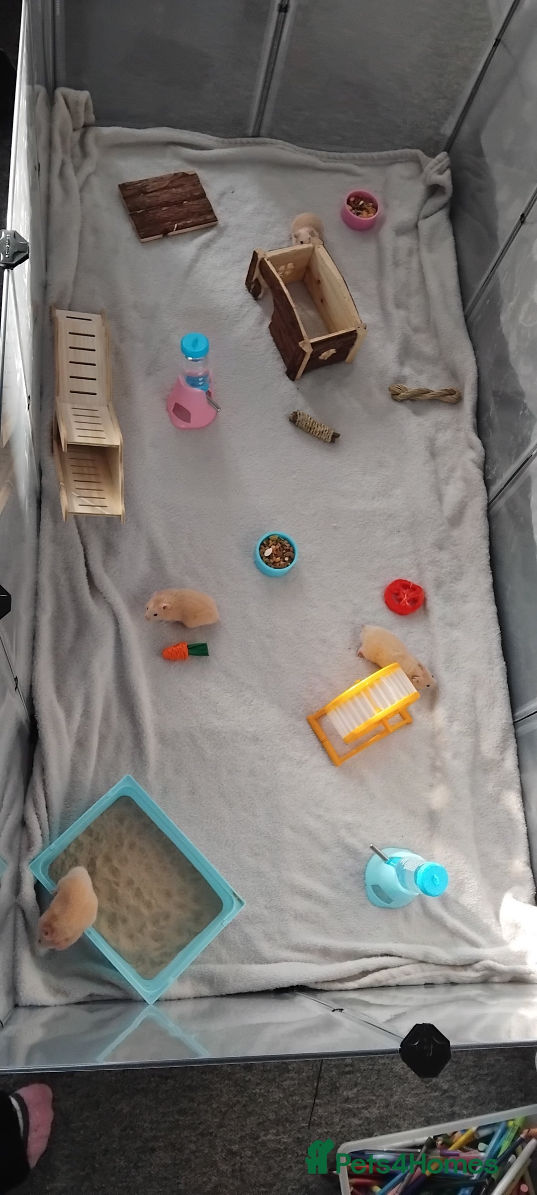 Hamster rodents for sale: Hamsters for Sale - Advert 1