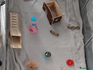 Hamster rodents Hamsters for Sale - Advert 1